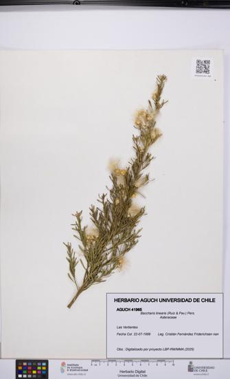 Baccharis linearis [Espécimen: UCH:AGUCH:0041965]