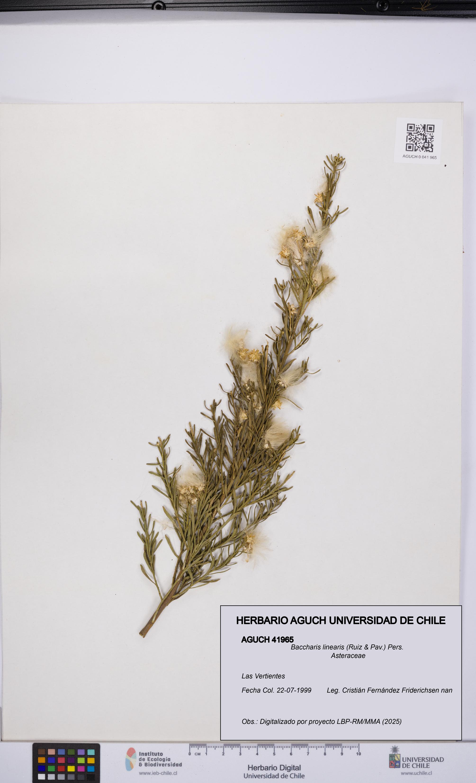 Baccharis linearis [Espécimen: UCH:AGUCH:0041965]