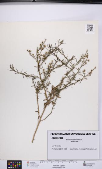 Baccharis paniculata [Espécimen: UCH:AGUCH:0041966]