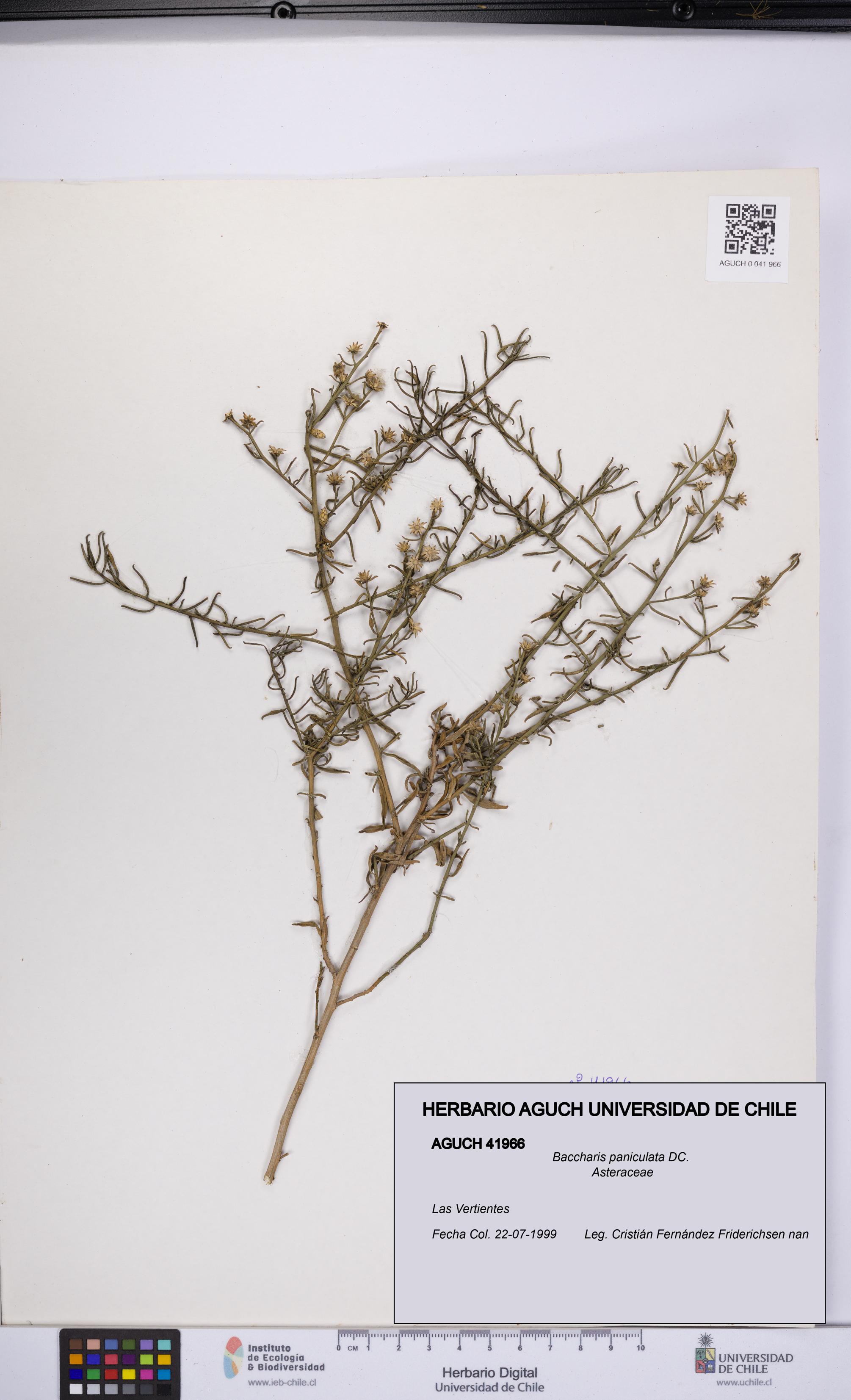 Baccharis paniculata [Espécimen: UCH:AGUCH:0041966]