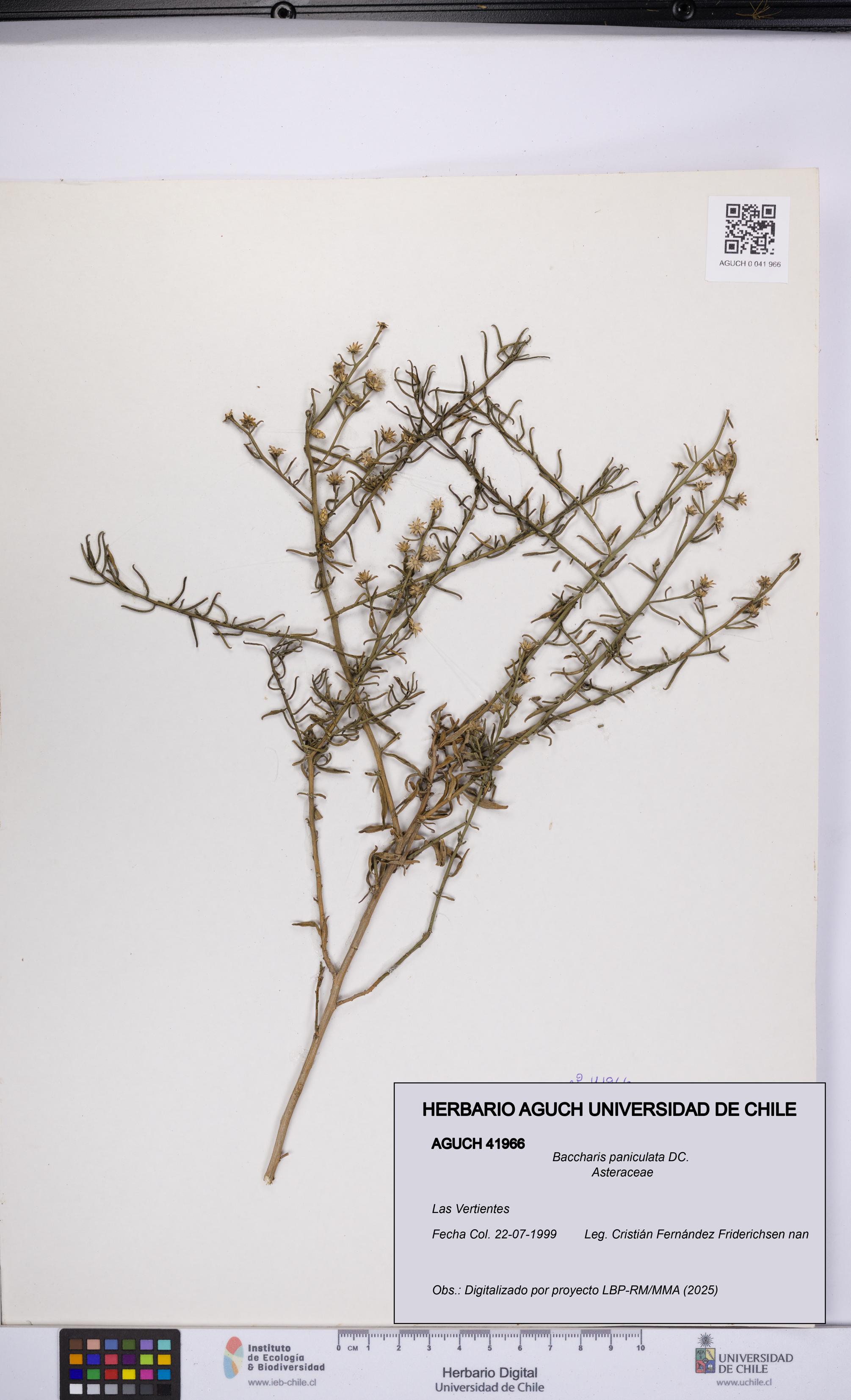 Baccharis paniculata [Espécimen: UCH:AGUCH:0041966]