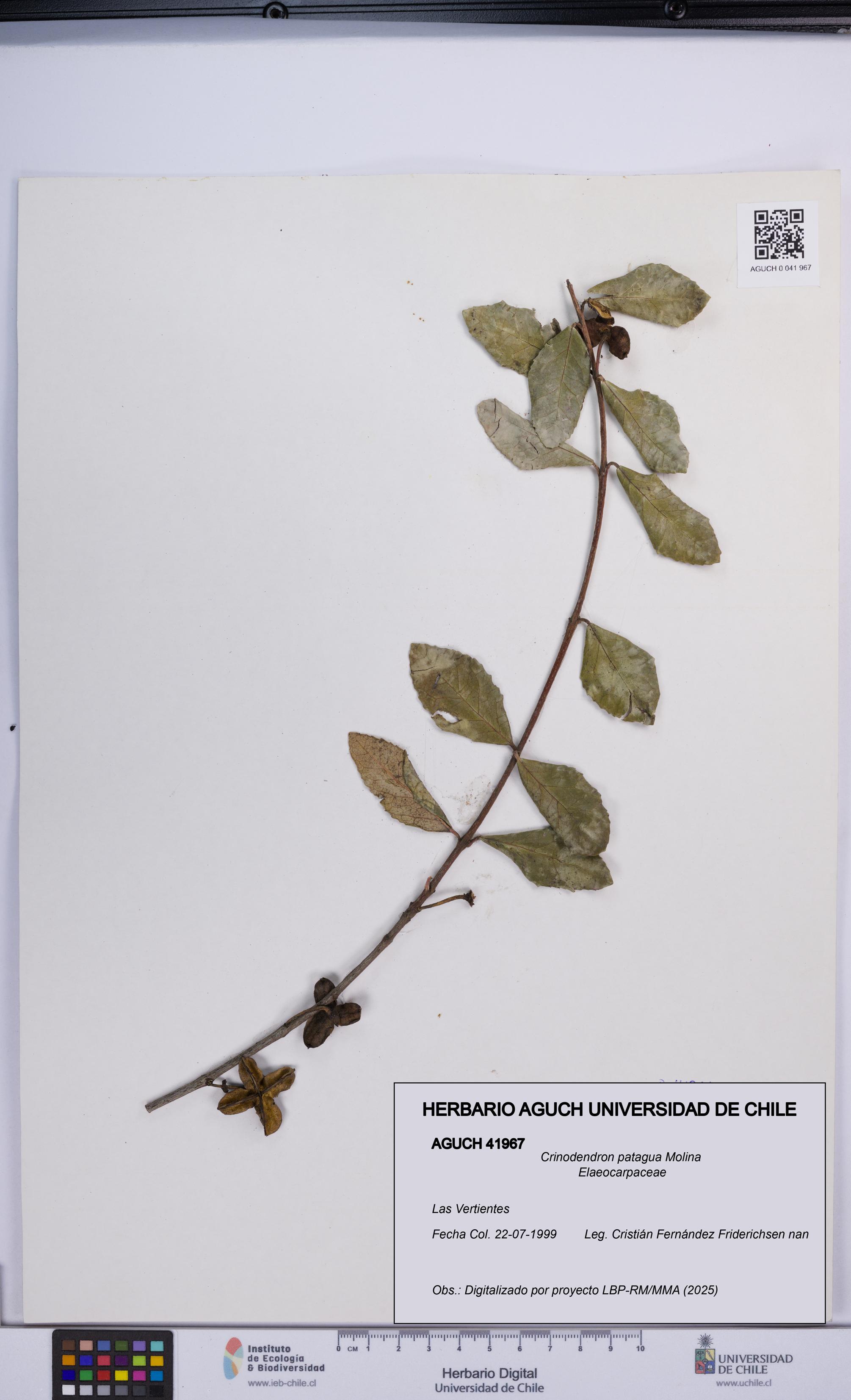 Crinodendron patagua [Espécimen: UCH:AGUCH:0041967]