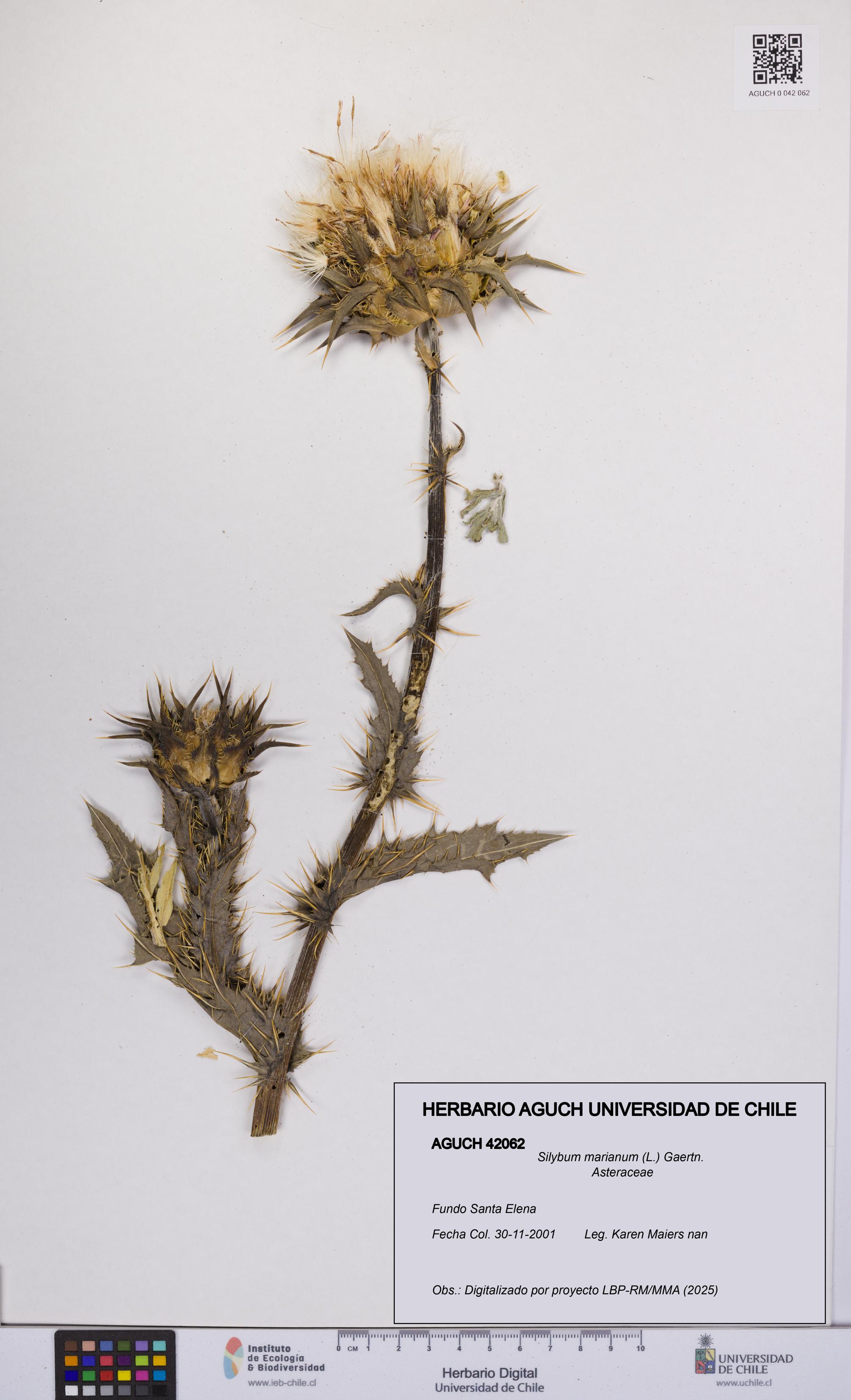 Silybum marianum [Espécimen: UCH:AGUCH:0042062]