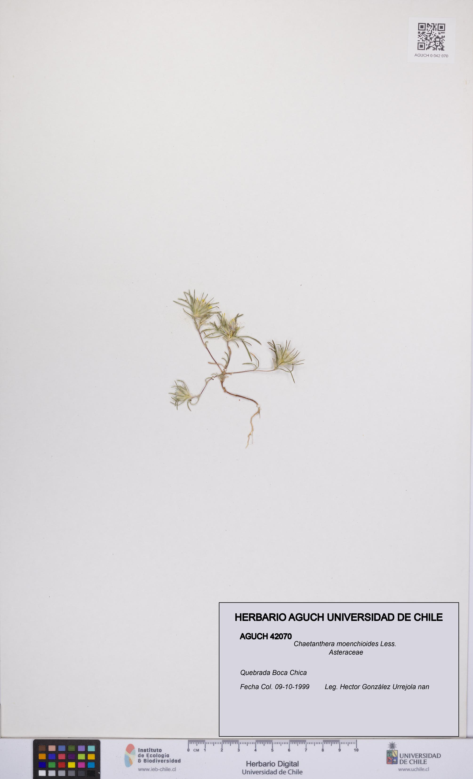 Chaetanthera moenchioides [Espécimen: UCH:AGUCH:0042070]