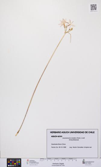 Leucocoryne ixioides [Espécimen: UCH:AGUCH:0042101]