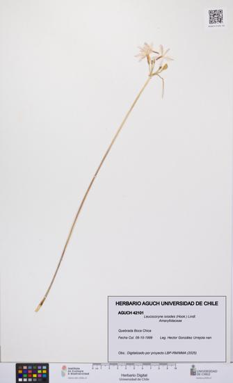 Leucocoryne ixioides [Espécimen: UCH:AGUCH:0042101]