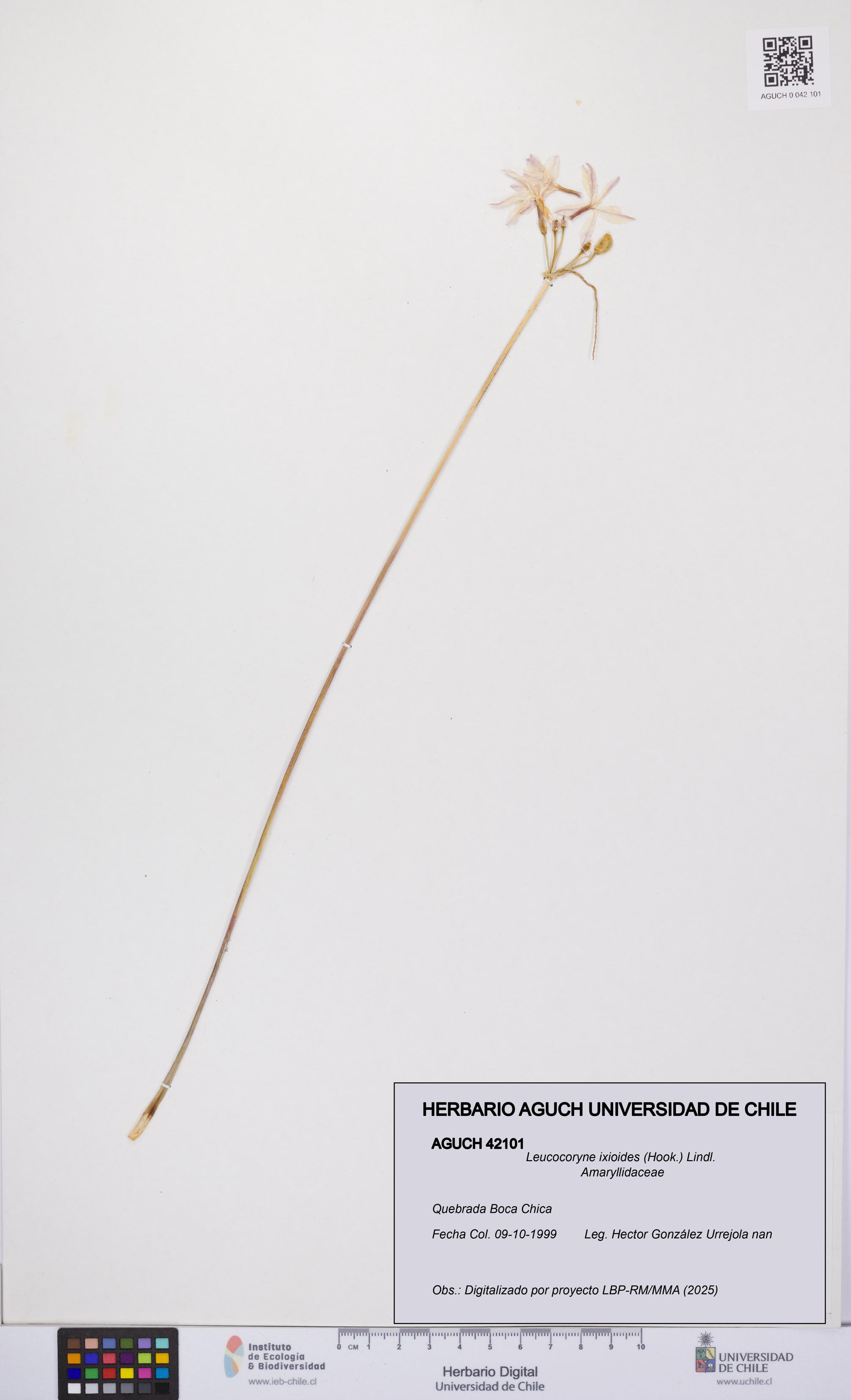 Leucocoryne ixioides [Espécimen: UCH:AGUCH:0042101]