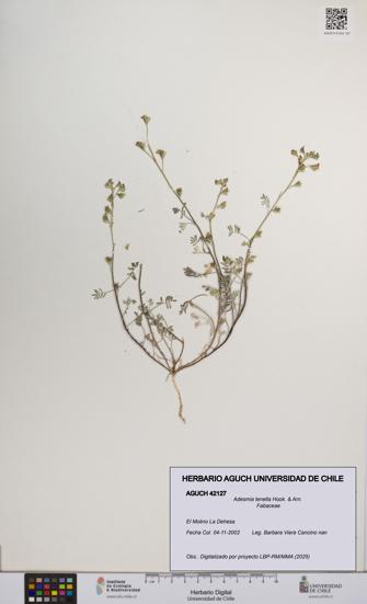 Adesmia tenella [Espécimen: UCH:AGUCH:0042127]