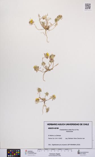 Chaetanthera ciliata [Espécimen: UCH:AGUCH:0042130]