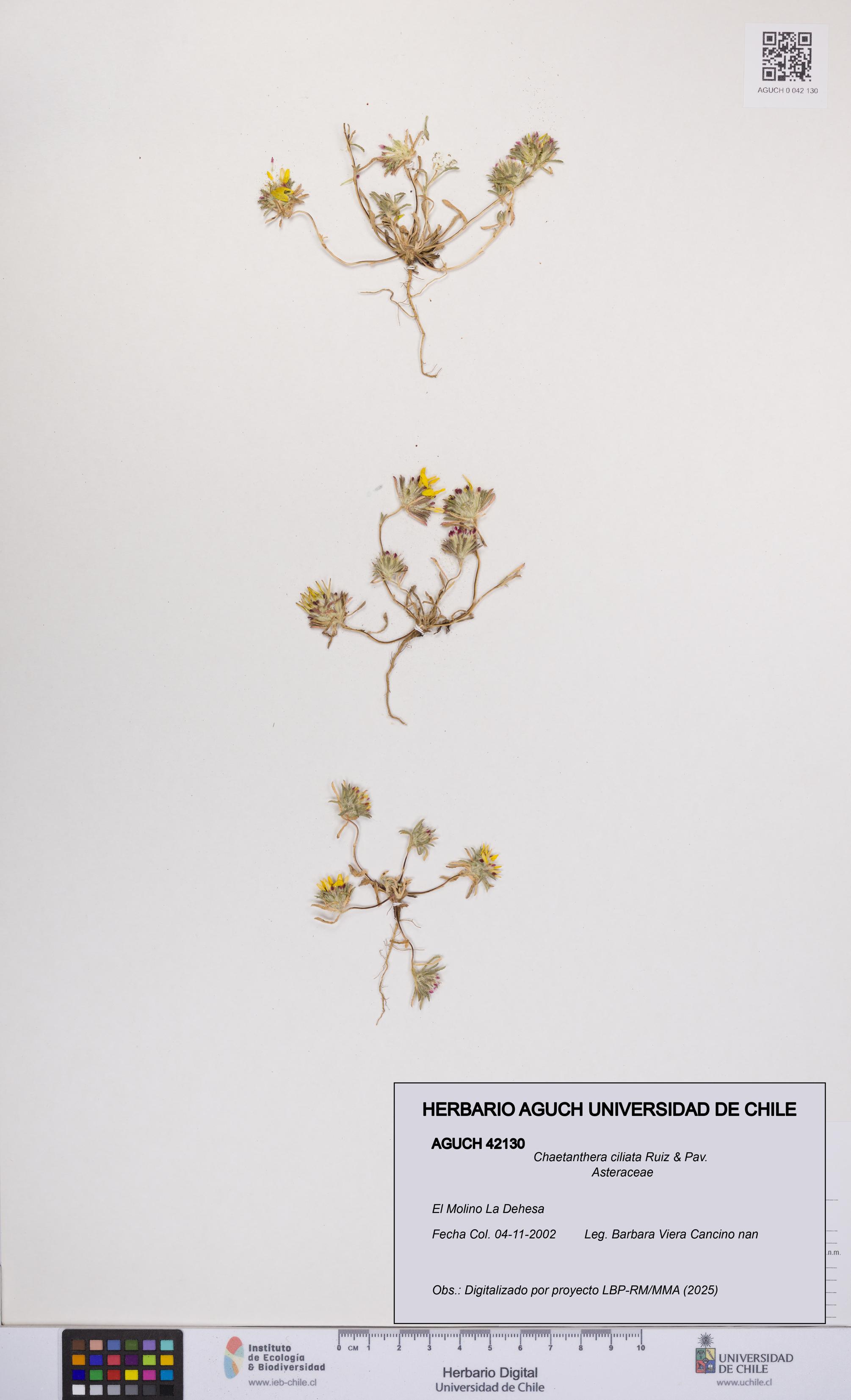 Chaetanthera ciliata [Espécimen: UCH:AGUCH:0042130]