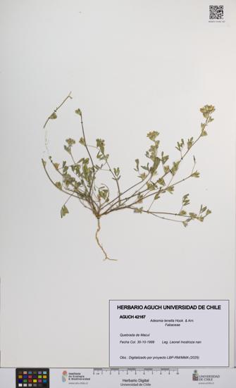 Adesmia tenella [Espécimen: UCH:AGUCH:0042167]