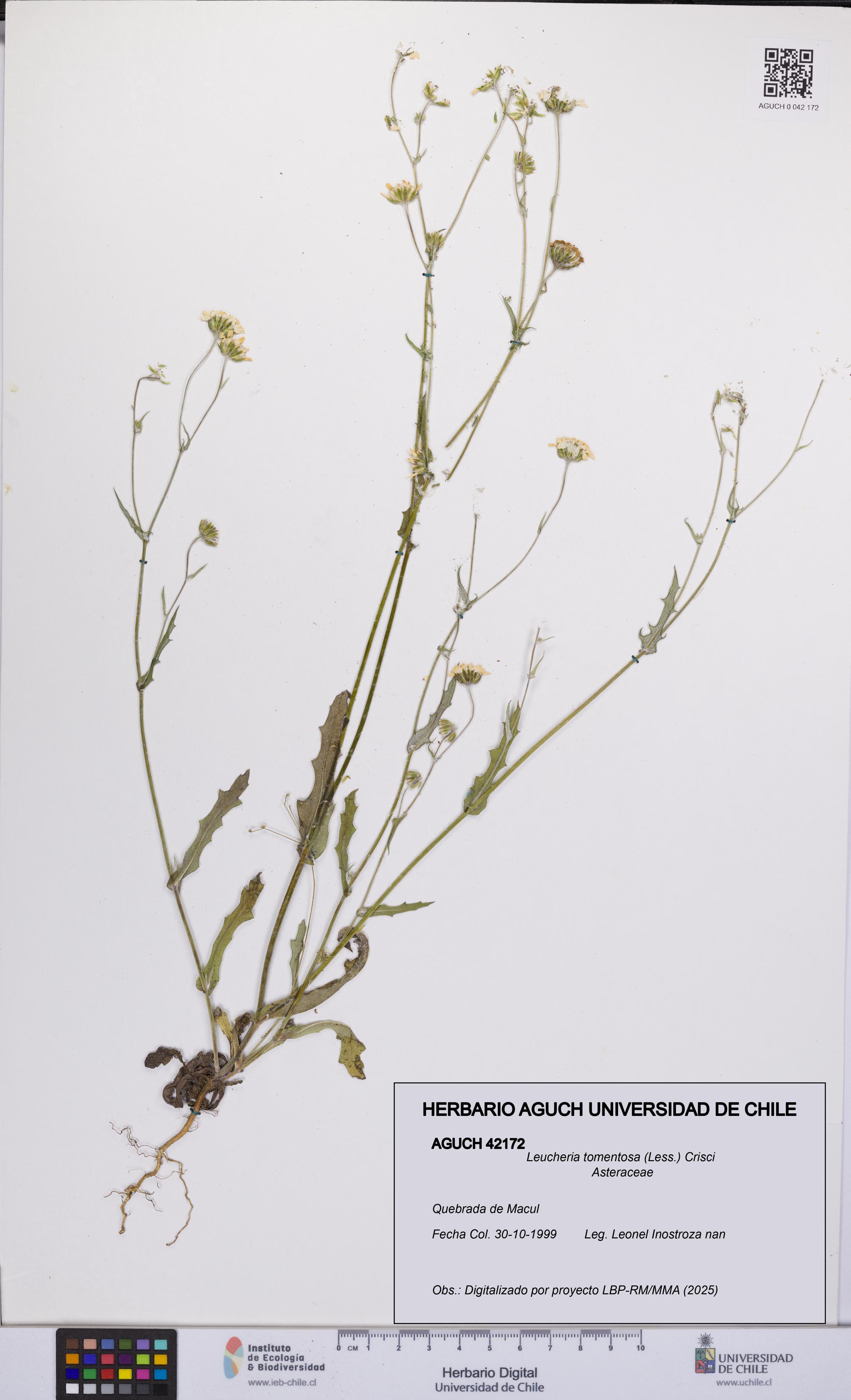 Leucheria tomentosa [Espécimen: UCH:AGUCH:0042172]