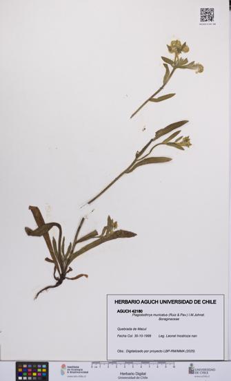 Plagiobothrys muricatus [Espécimen: ]
