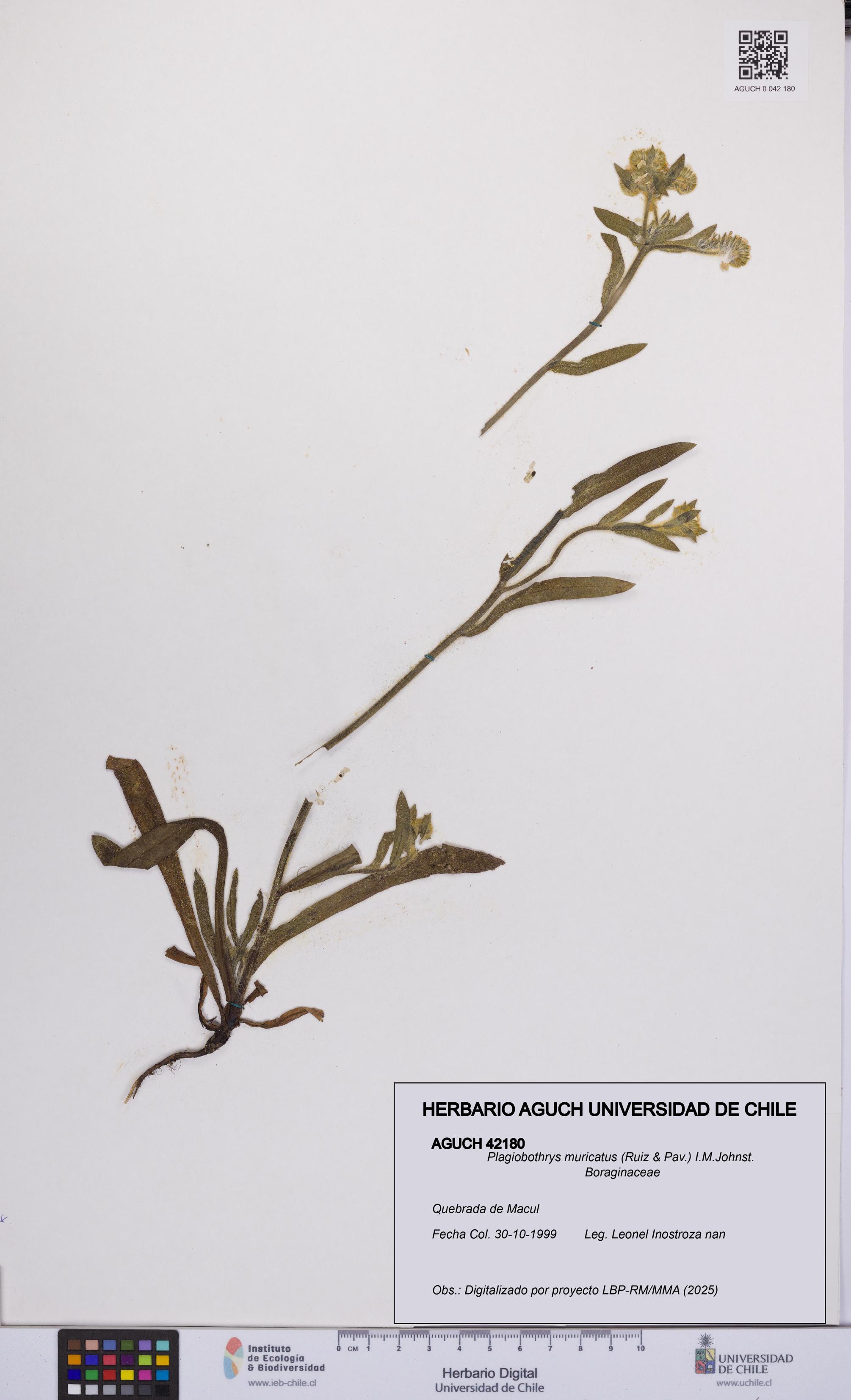 Plagiobothrys muricatus [Espécimen: ]
