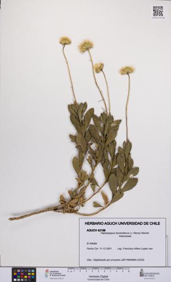 Haplopappus bezanillanus [Espécimen: UCH:AGUCH:0042188]