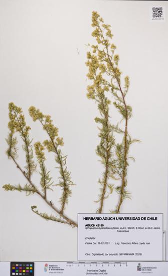 Ophryosporus paradoxus [Espécimen: UCH:AGUCH:0042190]