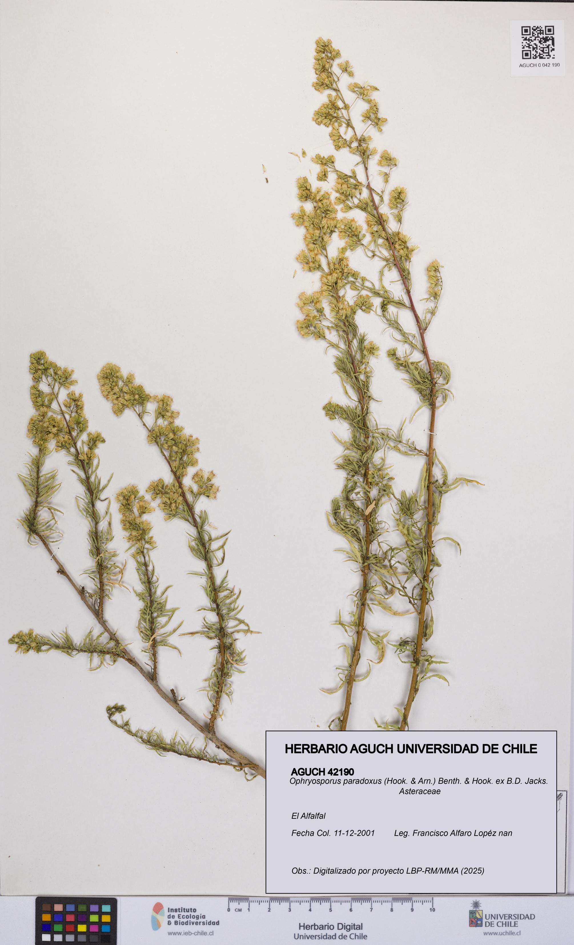 Ophryosporus paradoxus [Espécimen: UCH:AGUCH:0042190]