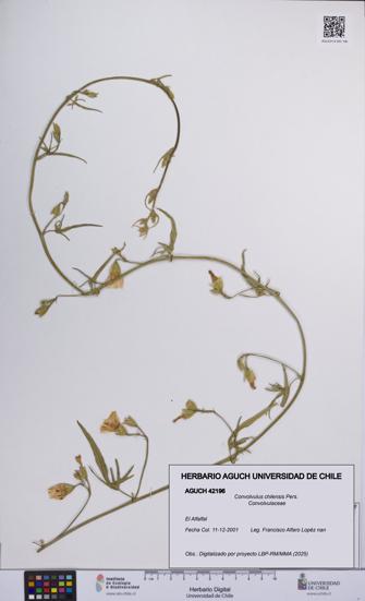 Convolvulus chilensis [Espécimen: UCH:AGUCH:0042196]