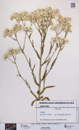Pseudognaphalium cabrerae [Espécimen: UCH:AGUCH:0042199]
