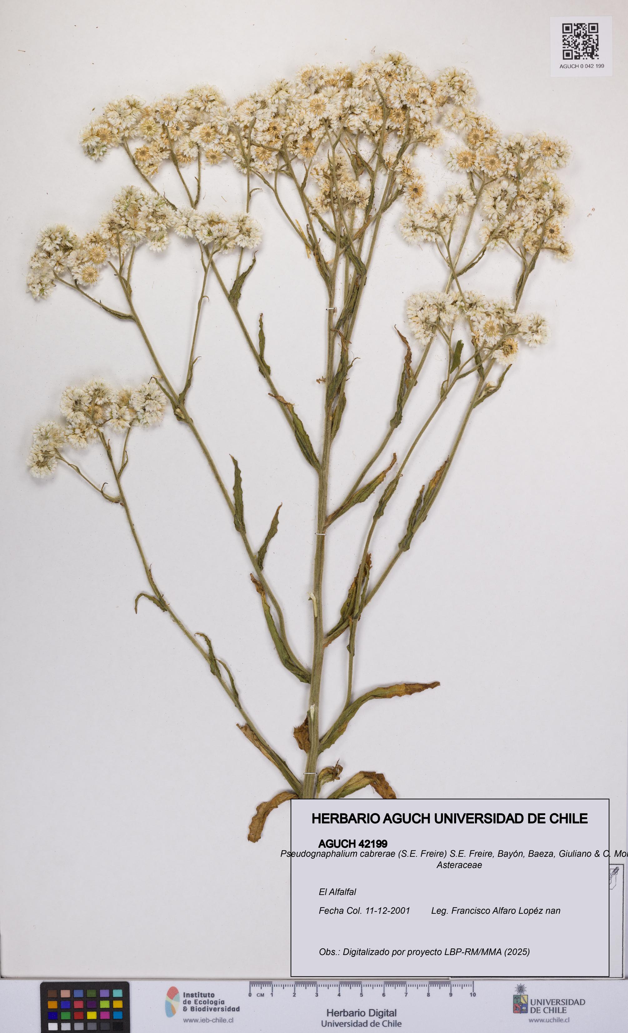 Pseudognaphalium cabrerae [Espécimen: UCH:AGUCH:0042199]