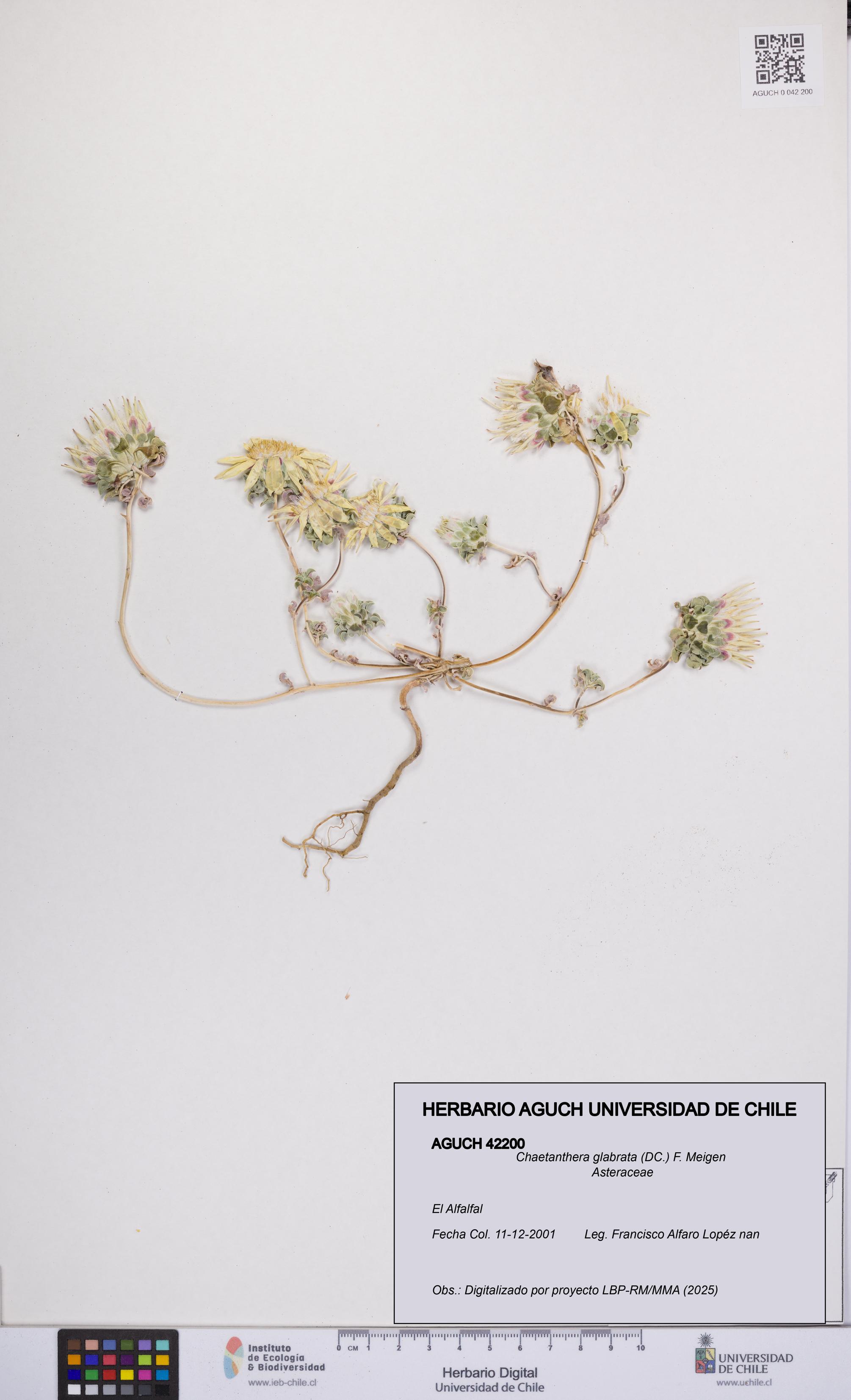 Chaetanthera glabrata [Espécimen: UCH:AGUCH:0042200]