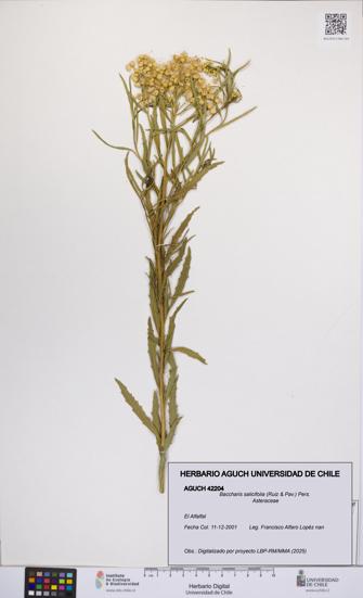 Baccharis salicifolia [Espécimen: UCH:AGUCH:0042204]