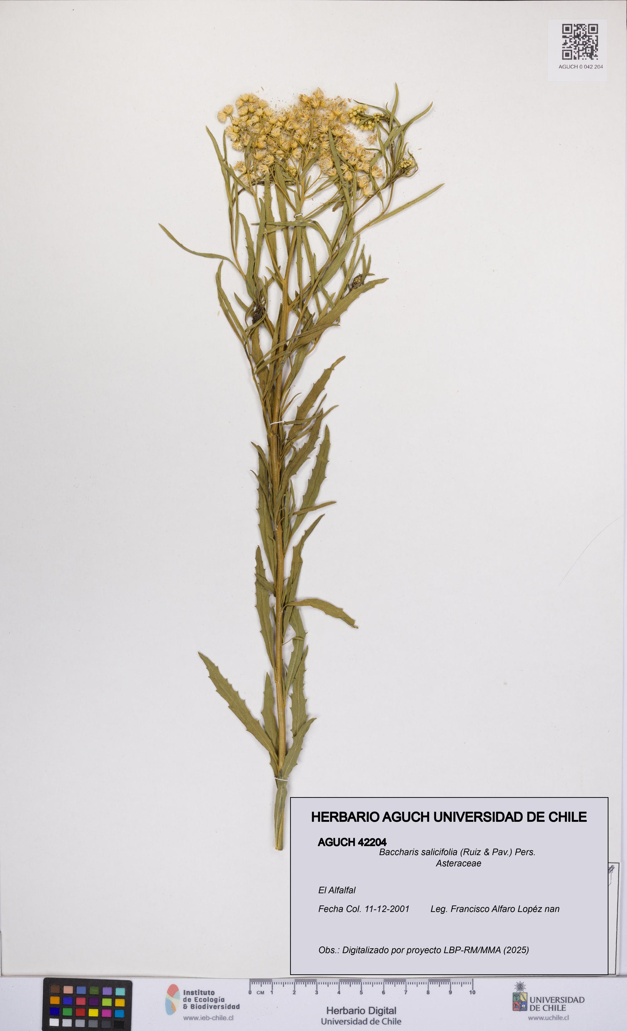 Baccharis salicifolia [Espécimen: UCH:AGUCH:0042204]