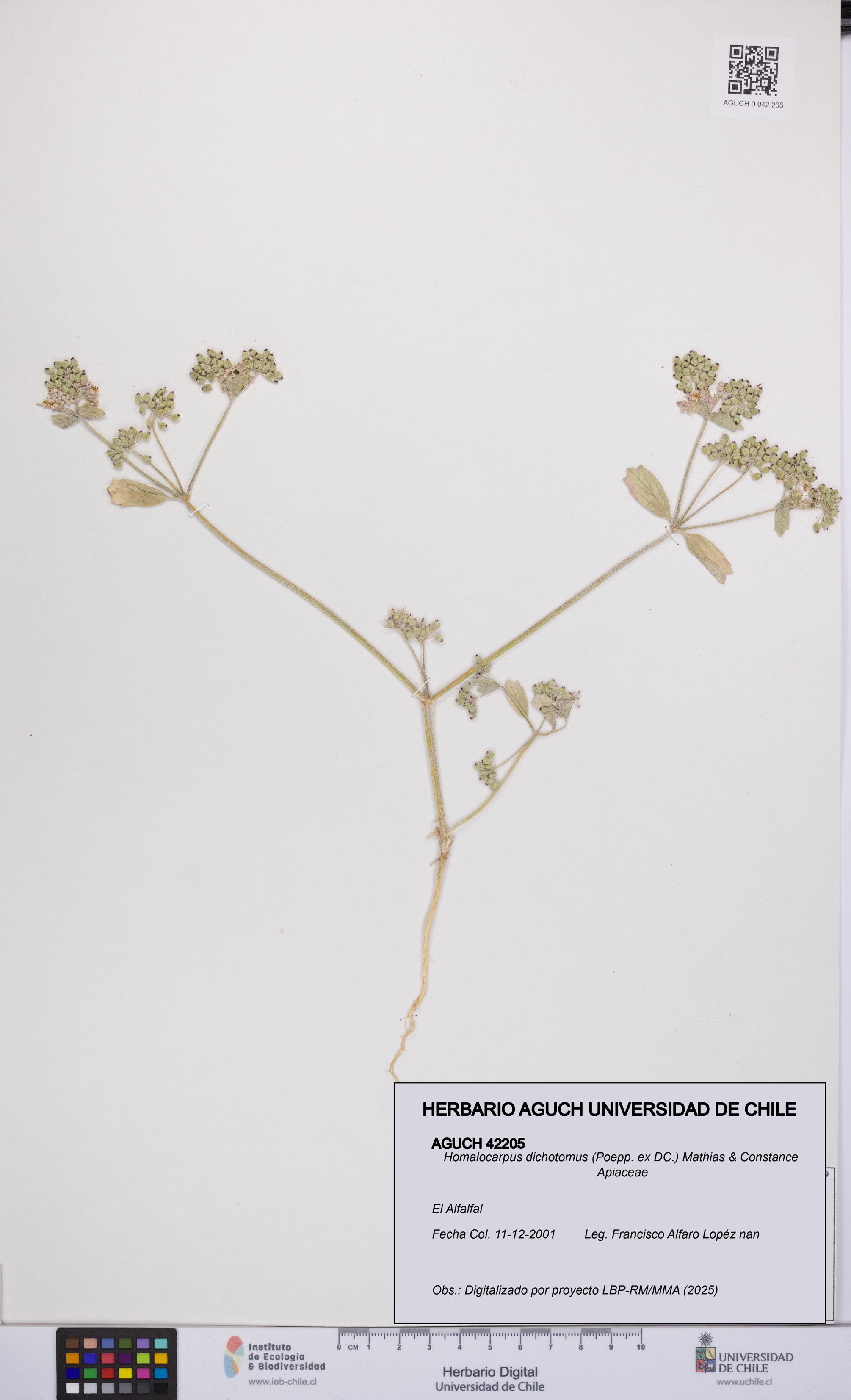 Homalocarpus dichotomus [Espécimen: UCH:AGUCH:0042205]