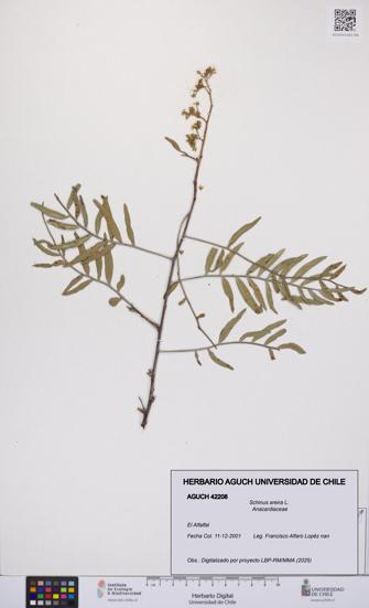 Schinus areira [Espécimen: UCH:AGUCH:0042208]