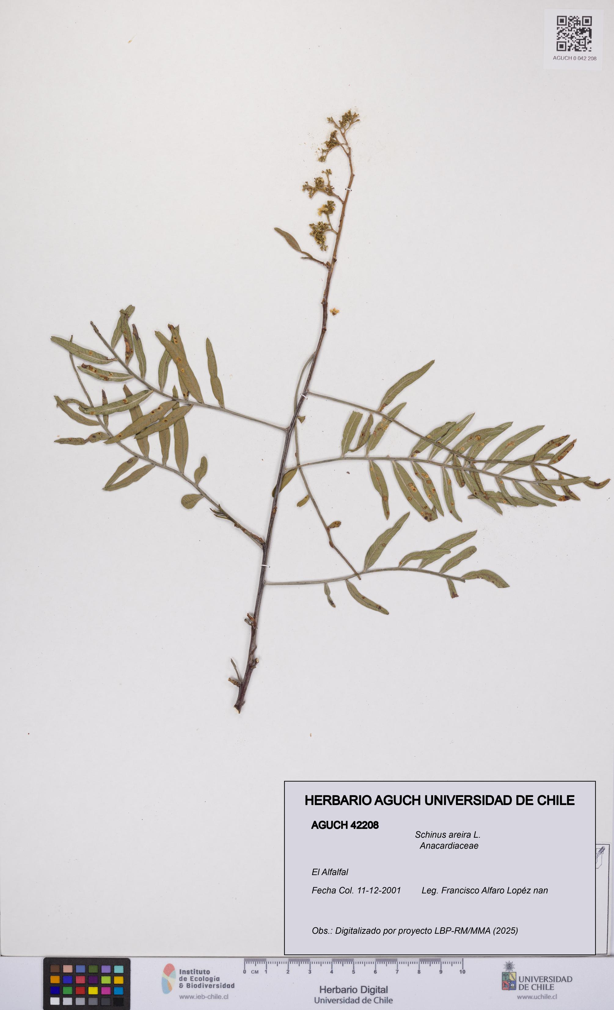 Schinus areira [Espécimen: UCH:AGUCH:0042208]