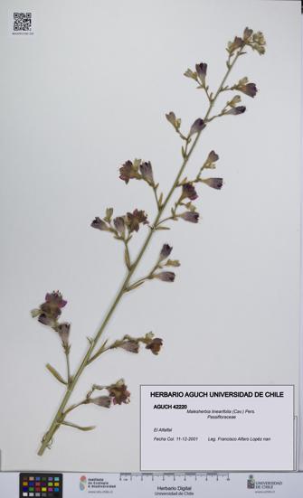 Malesherbia linearifolia [Espécimen: UCH:AGUCH:0042220]