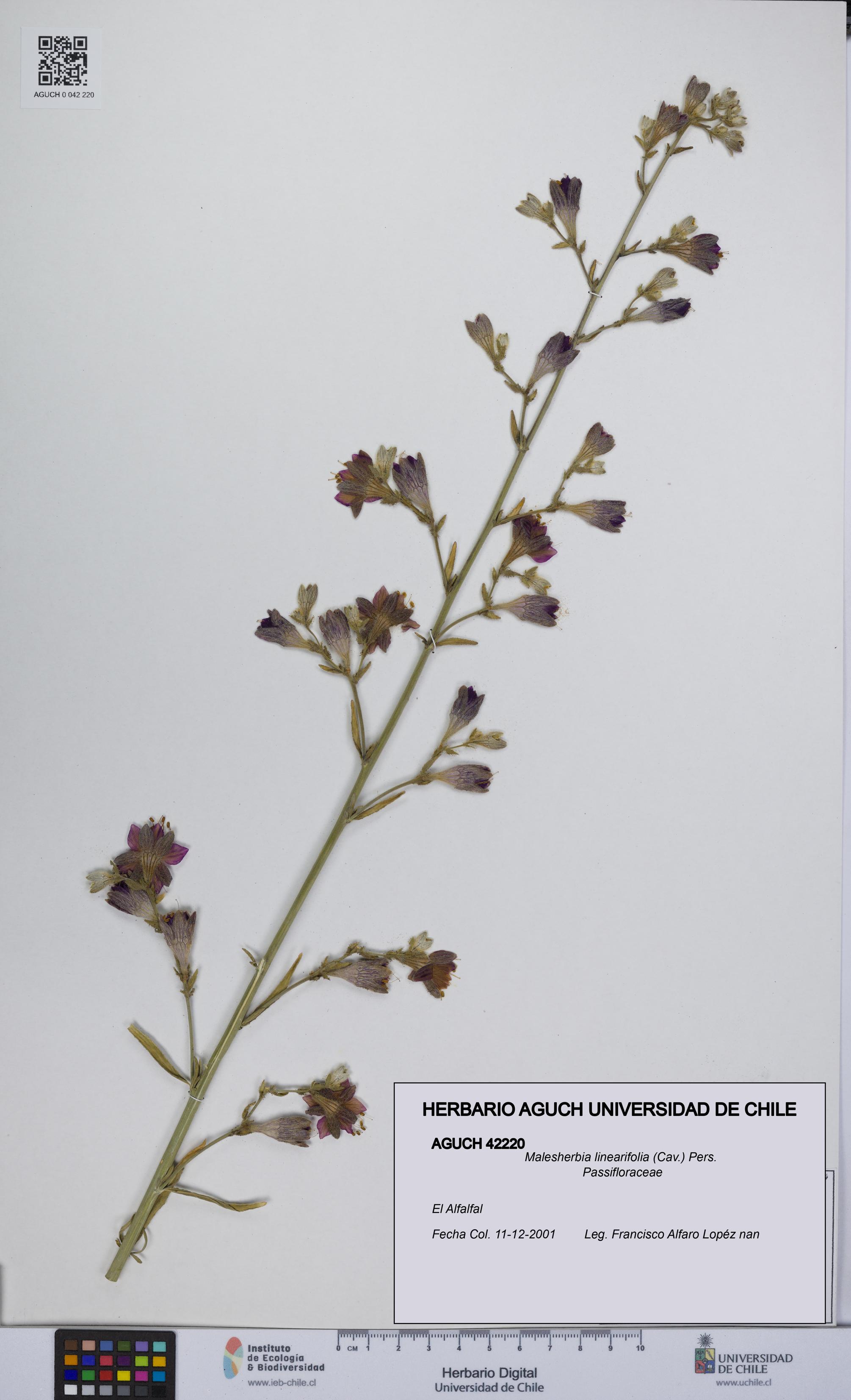 Malesherbia linearifolia [Espécimen: UCH:AGUCH:0042220]