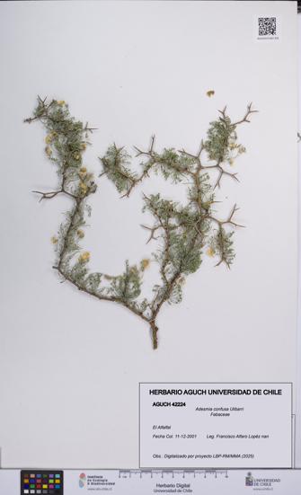 Adesmia confusa [Espécimen: UCH:AGUCH:0042224]