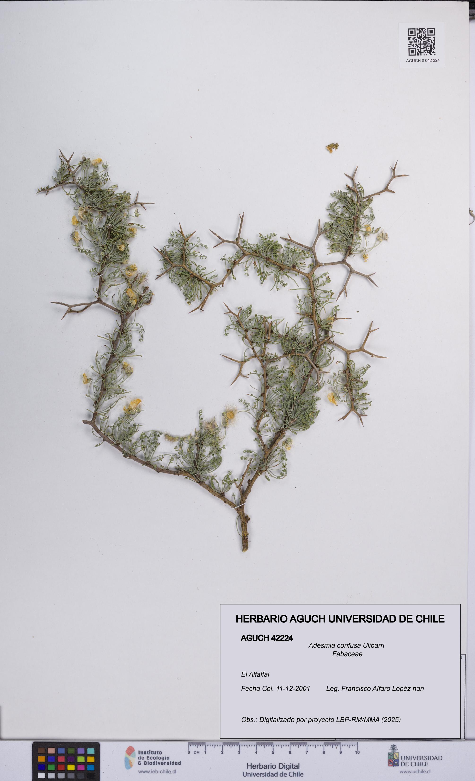 Adesmia confusa [Espécimen: UCH:AGUCH:0042224]