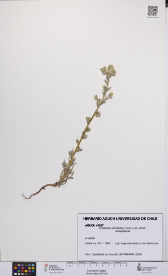 Cryptantha clandestina [Espécimen: UCH:AGUCH:0042267]
