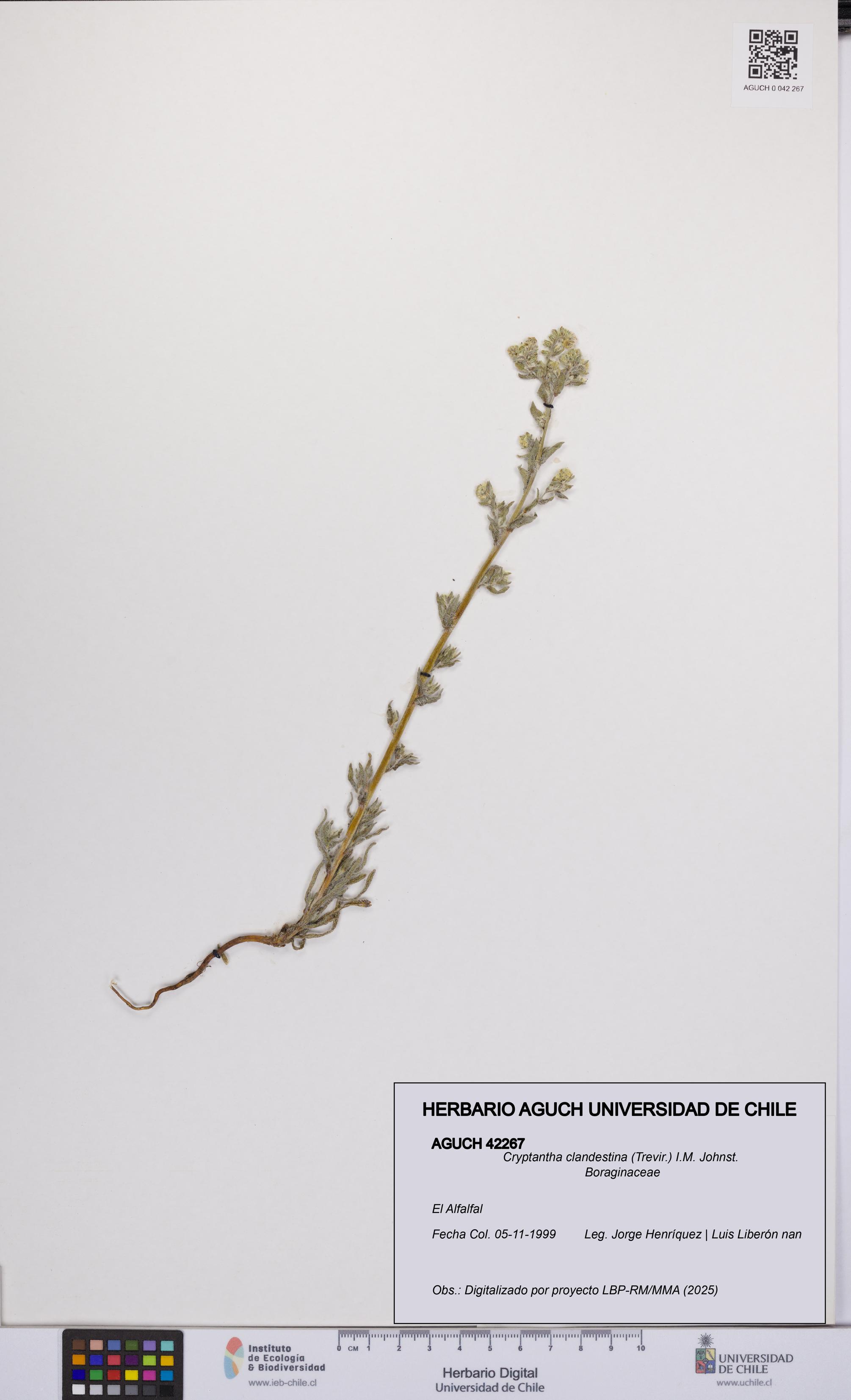 Cryptantha clandestina [Espécimen: UCH:AGUCH:0042267]