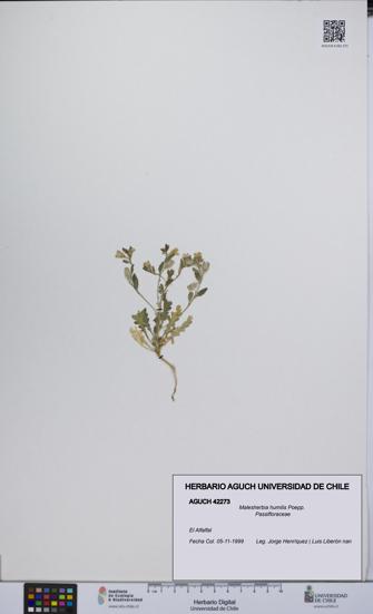 Malesherbia humilis [Espécimen: UCH:AGUCH:0042273]