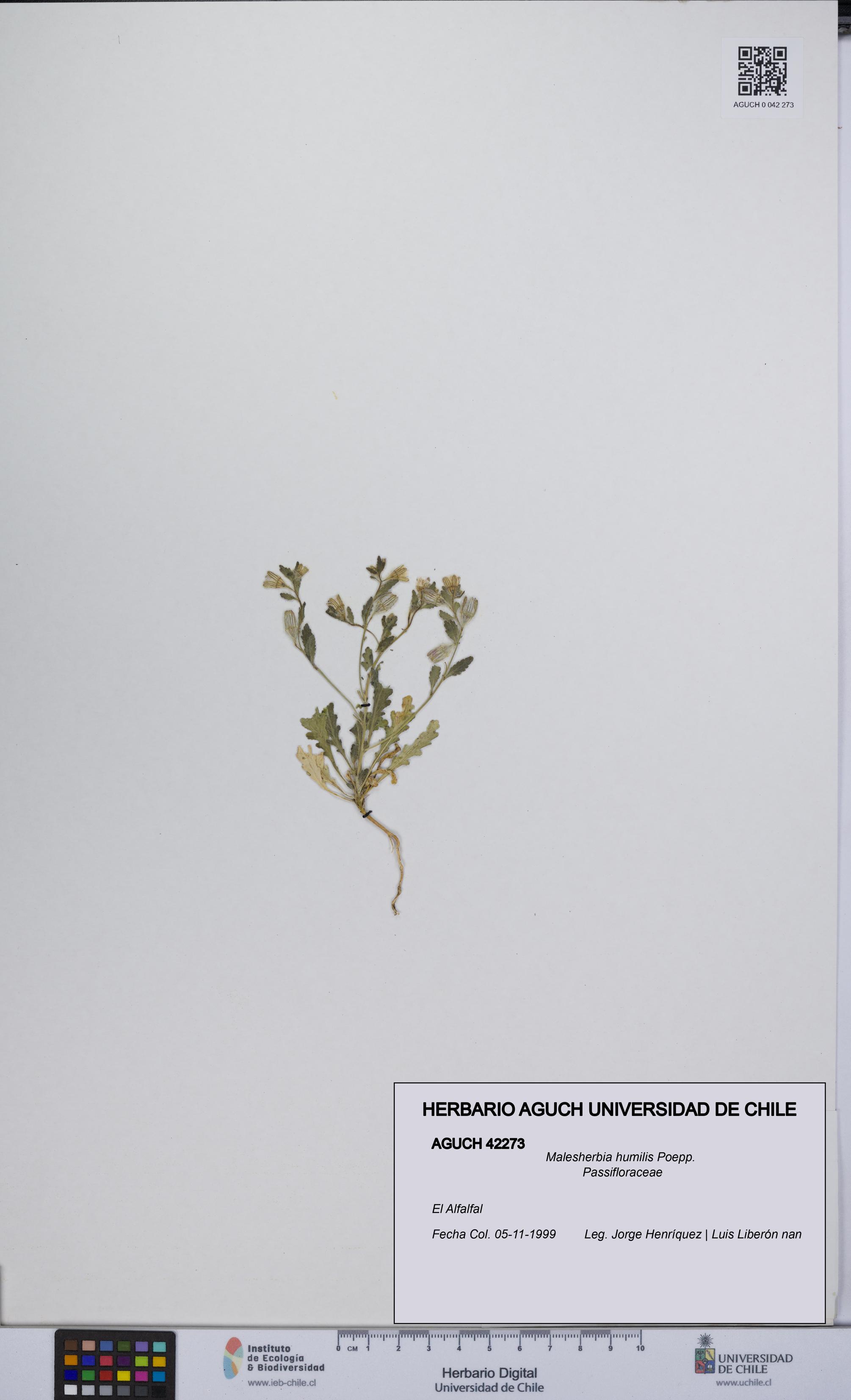 Malesherbia humilis [Espécimen: UCH:AGUCH:0042273]