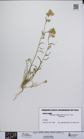 Montiopsis capitata [Espécimen: UCH:AGUCH:0042280]