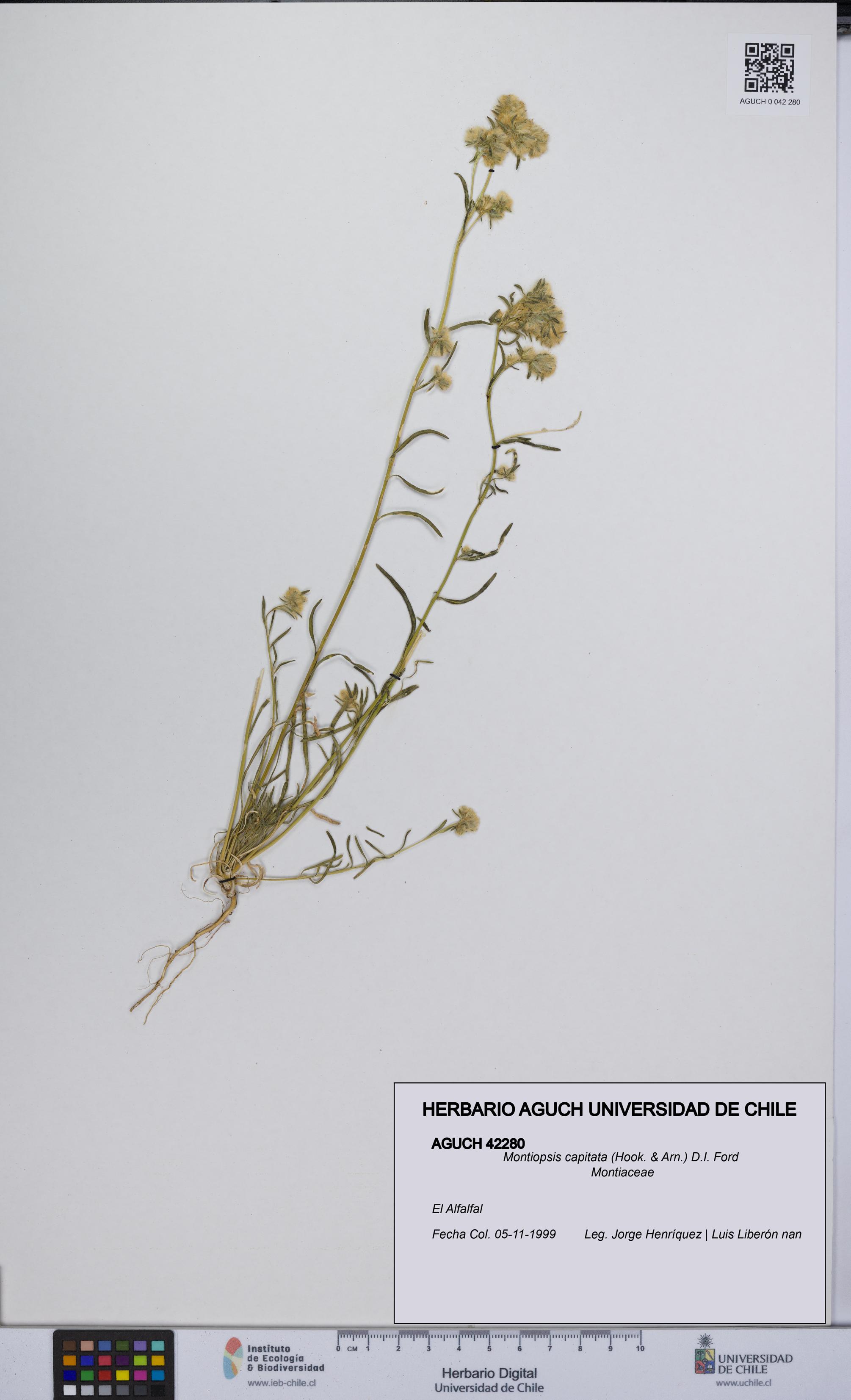 Montiopsis capitata [Espécimen: UCH:AGUCH:0042280]