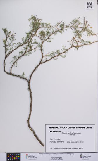 Adesmia conferta [Espécimen: UCH:AGUCH:0045039]