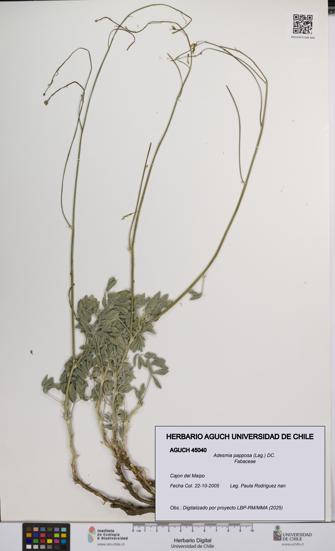 Adesmia papposa [Espécimen: UCH:AGUCH:0045040]