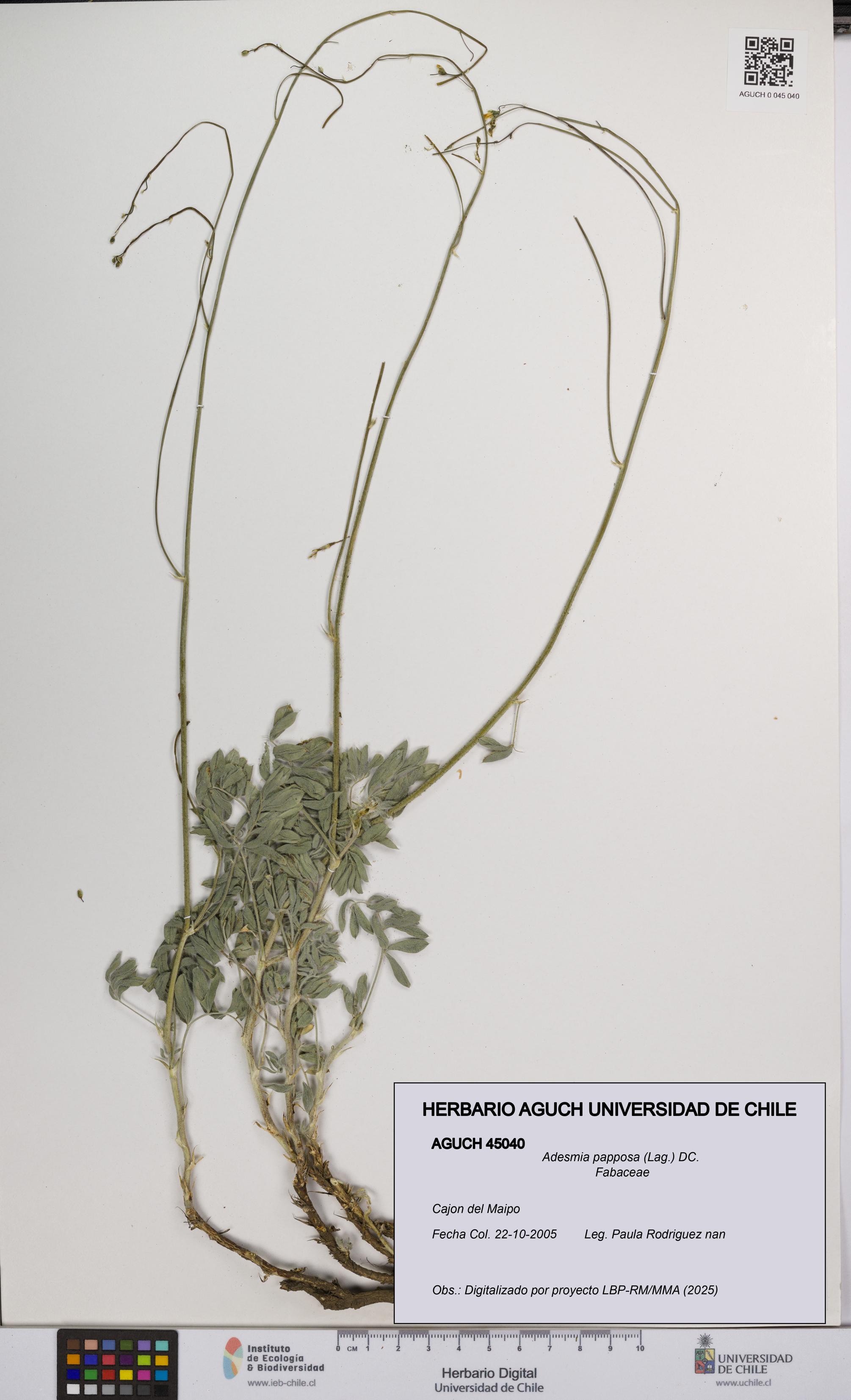 Adesmia papposa [Espécimen: UCH:AGUCH:0045040]