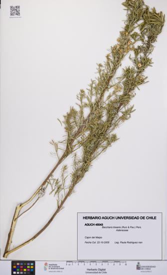 Baccharis linearis [Espécimen: UCH:AGUCH:0045043]