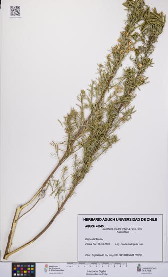 Baccharis linearis [Espécimen: UCH:AGUCH:0045043]