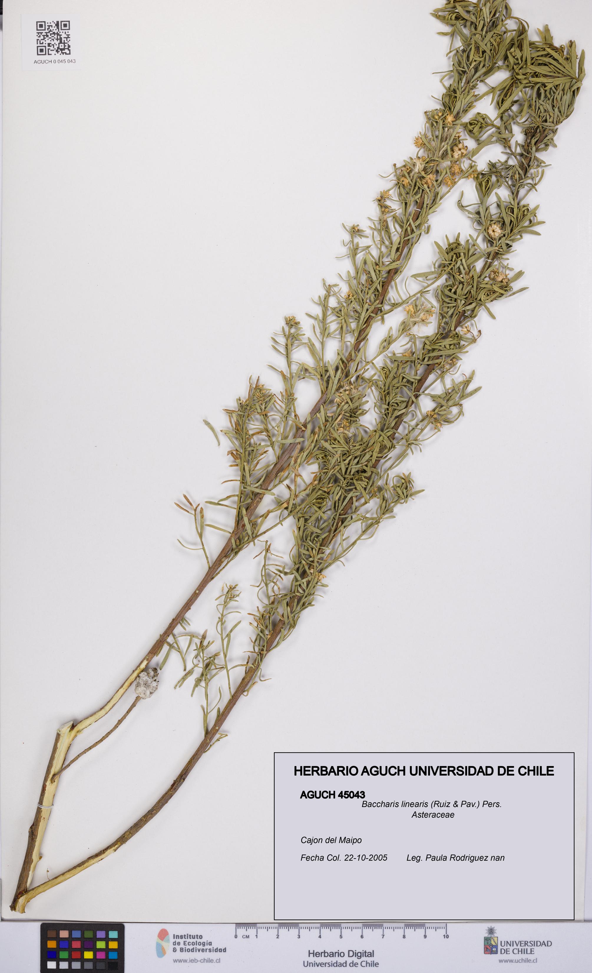 Baccharis linearis [Espécimen: UCH:AGUCH:0045043]