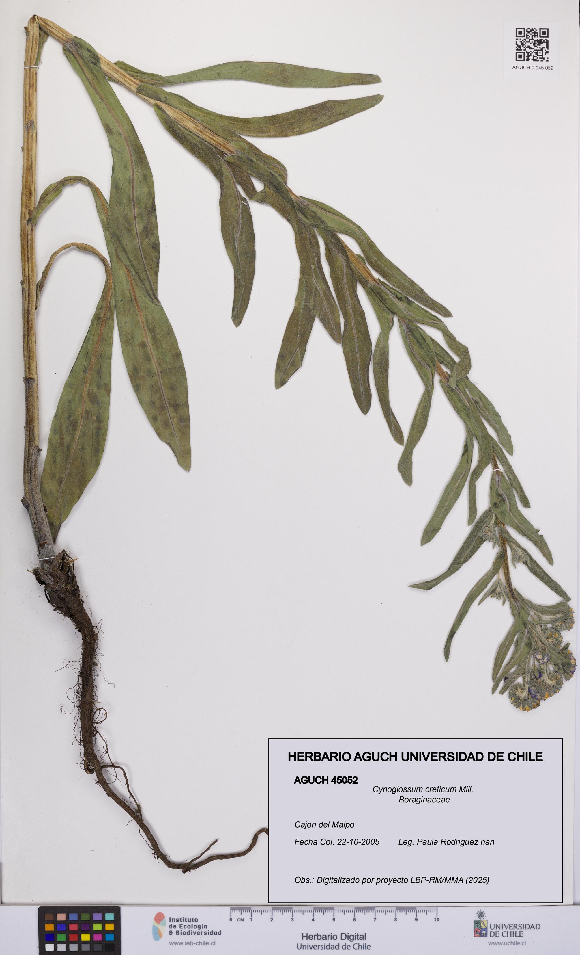 Cynoglossum creticum [Espécimen: UCH:AGUCH:0045052]