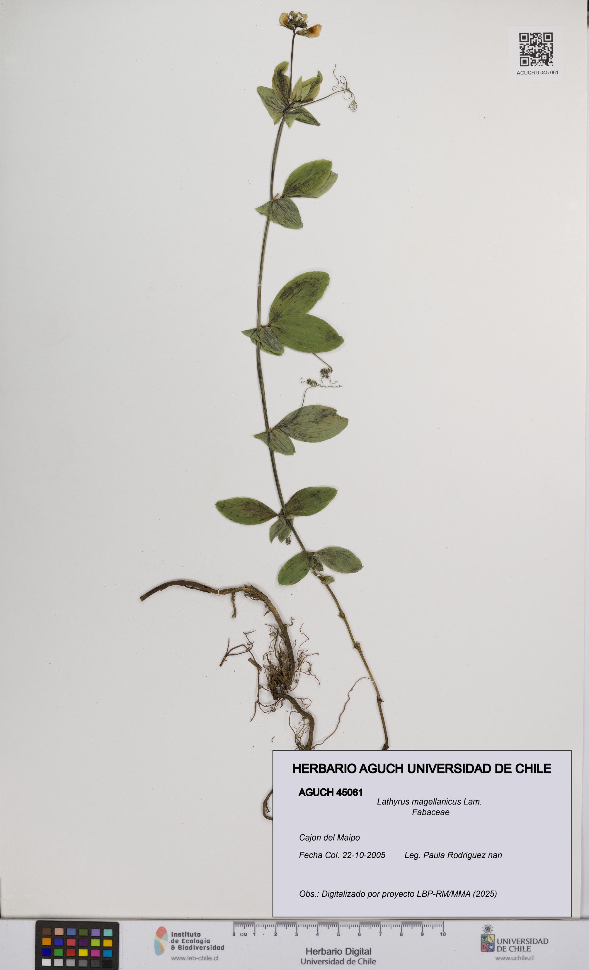 Lathyrus magellanicus [Espécimen: UCH:AGUCH:0045061]