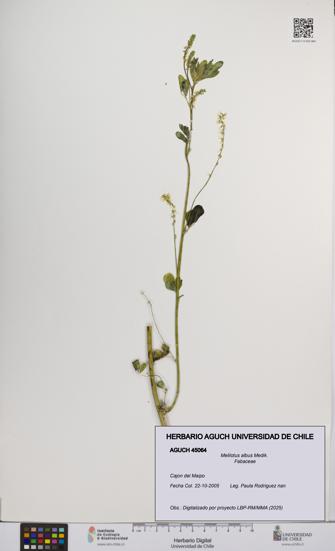 Melilotus albus [Espécimen: UCH:AGUCH:0045064]