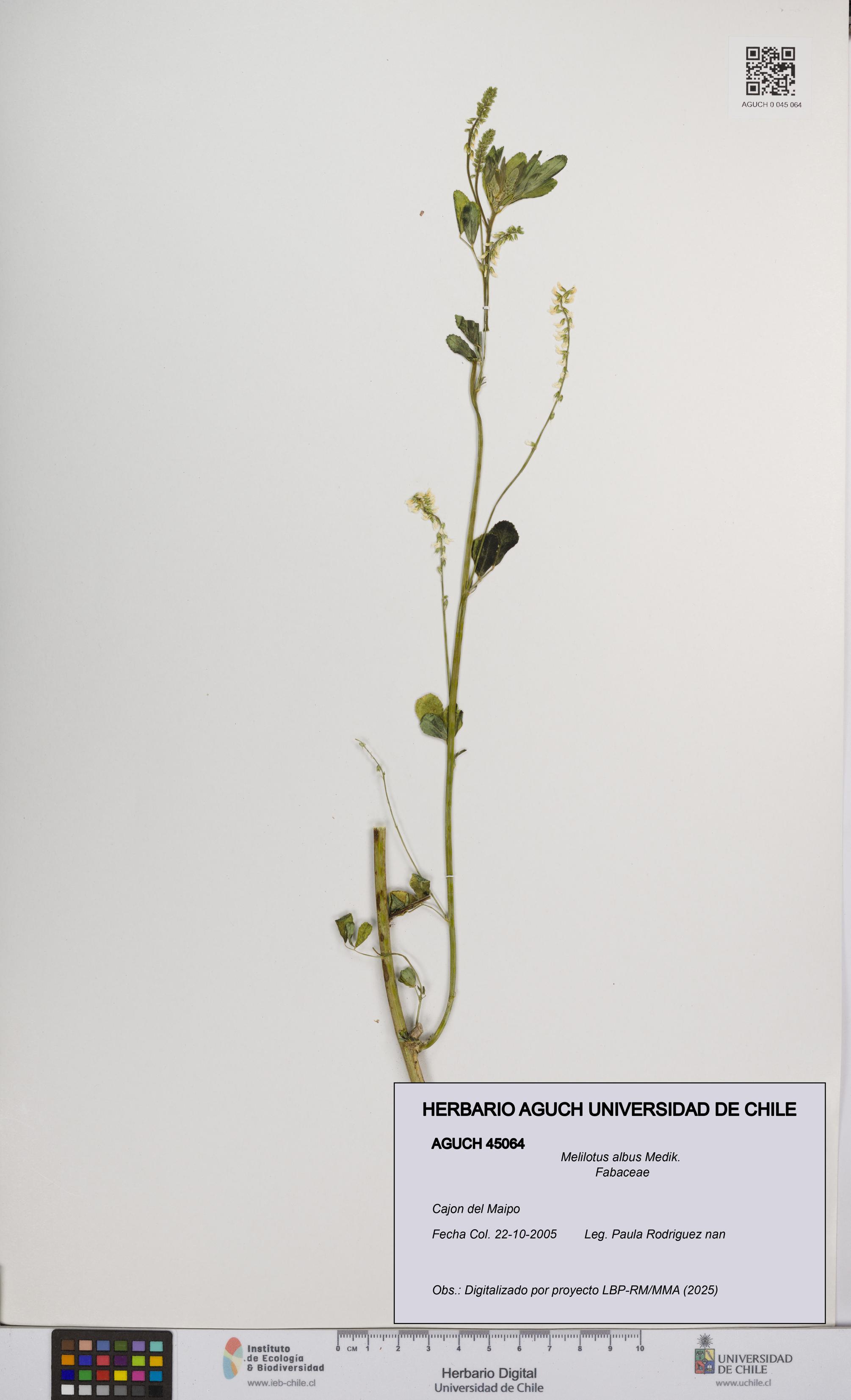 Melilotus albus [Espécimen: UCH:AGUCH:0045064]